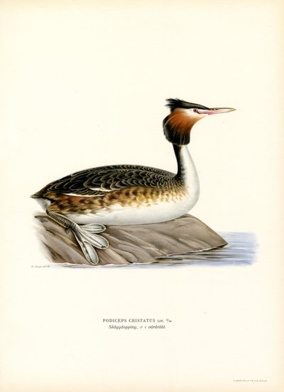 Great Crested Grebe (farge litho) av Magnus Ferdinand and Wilhelm von Wright