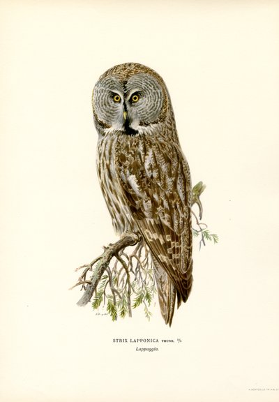 Stor grå ugle (farge litho) av Magnus Ferdinand and Wilhelm von Wright