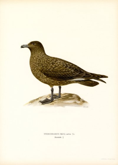 Great Skua (fargemedlemmer) av Magnus Ferdinand and Wilhelm von Wright
