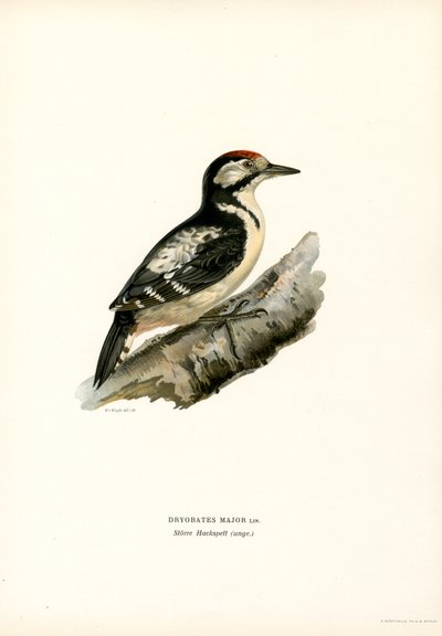 Stor flekkespett (farge litho) av Magnus Ferdinand and Wilhelm von Wright