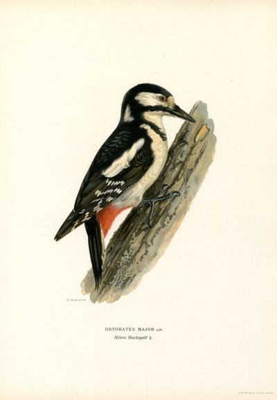 Stor flekkespett (farge litho) av Magnus Ferdinand and Wilhelm von Wright