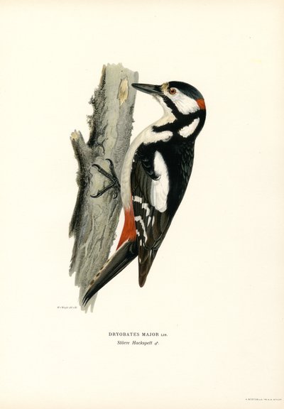 Stor flekkespett (farge litho) av Magnus Ferdinand and Wilhelm von Wright