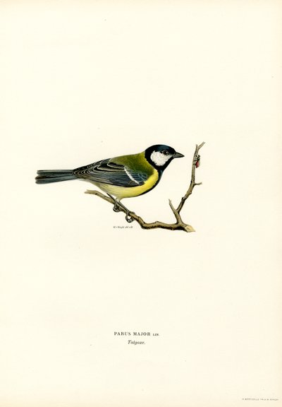 Pommemeis (farge litho) av Magnus Ferdinand and Wilhelm von Wright