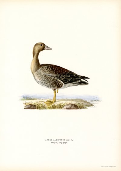 Blissgås (farge litho) av Magnus Ferdinand and Wilhelm von Wright
