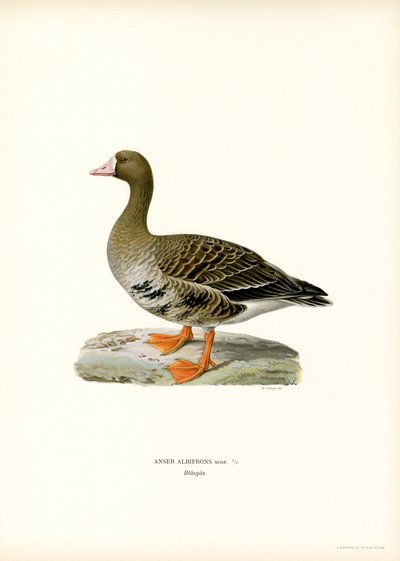 Blissgås (farge litho) av Magnus Ferdinand and Wilhelm von Wright