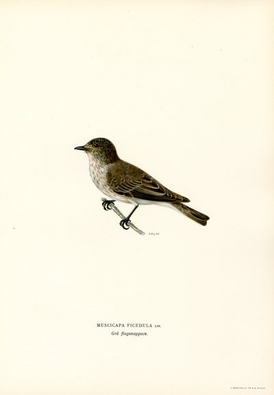 Grå fluesnapper (farge litho) av Magnus Ferdinand and Wilhelm von Wright