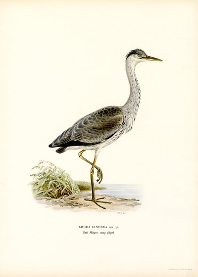 Grey Heron (farge litho) av Magnus Ferdinand and Wilhelm von Wright