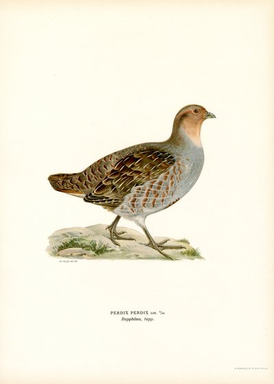 Grå rapphøne (litho farge) av Magnus Ferdinand and Wilhelm von Wright