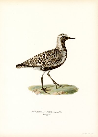 Grey Plover (farge litho) av Magnus Ferdinand and Wilhelm von Wright