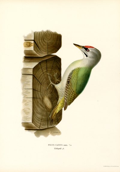 Grå spett (farge litho) av Magnus Ferdinand and Wilhelm von Wright