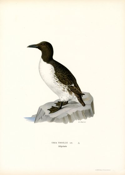 Lomvi (farge litho) av Magnus Ferdinand and Wilhelm von Wright