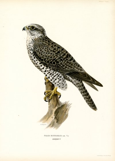 Gyrfalcon (farge litho) av Magnus Ferdinand and Wilhelm von Wright