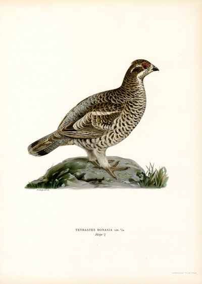 Hassel Grouse (farge litho) av Magnus Ferdinand and Wilhelm von Wright