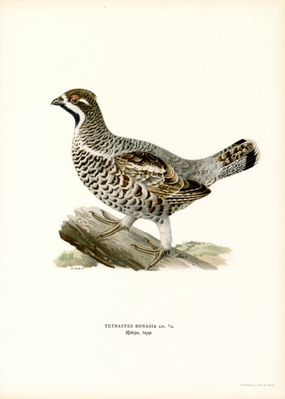 Hassel Grouse (farge litho) av Magnus Ferdinand and Wilhelm von Wright