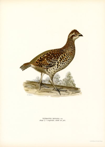 Hassel Grouse (farge litho) av Magnus Ferdinand and Wilhelm von Wright