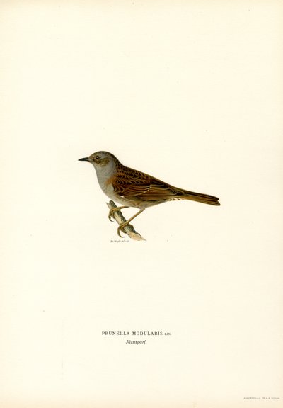 Hekksanger (farge litho) av Magnus Ferdinand and Wilhelm von Wright