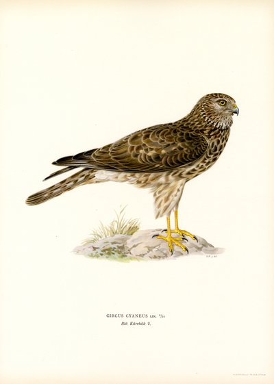 Hen Harrier (farge litho) av Magnus Ferdinand and Wilhelm von Wright