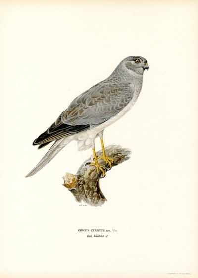 Hen Harrier (farge litho) av Magnus Ferdinand and Wilhelm von Wright