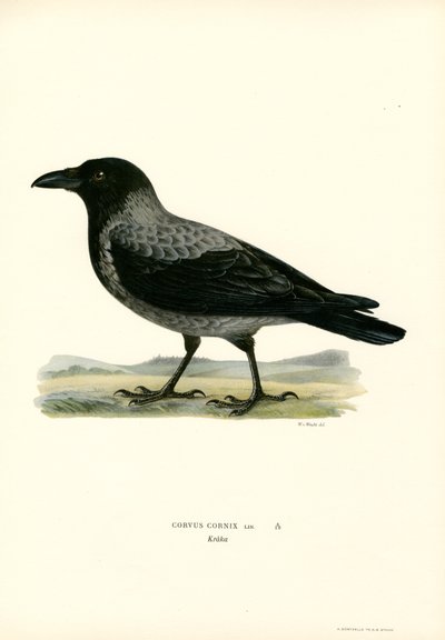 Hettekråke (farge litho) av Magnus Ferdinand and Wilhelm von Wright