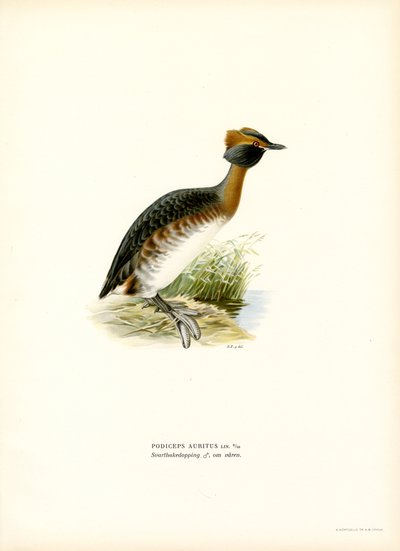 Horned Grebe (farge litho) av Magnus Ferdinand and Wilhelm von Wright