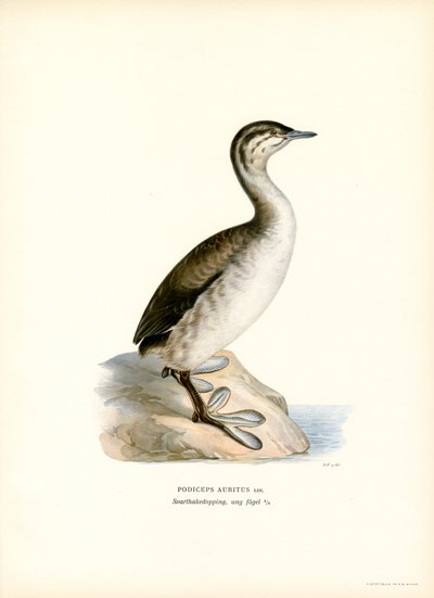 Horned Grebe (farge litho) av Magnus Ferdinand and Wilhelm von Wright