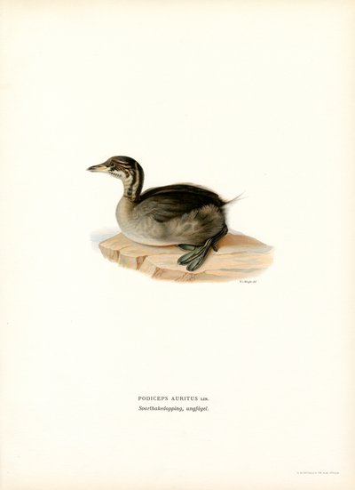 Horned Grebe (farge litho) av Magnus Ferdinand and Wilhelm von Wright