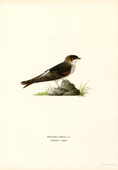 House Martin (farge litho) av Magnus Ferdinand and Wilhelm von Wright