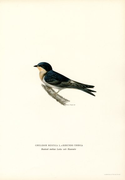 Hussvale (farge litho) av Magnus Ferdinand and Wilhelm von Wright