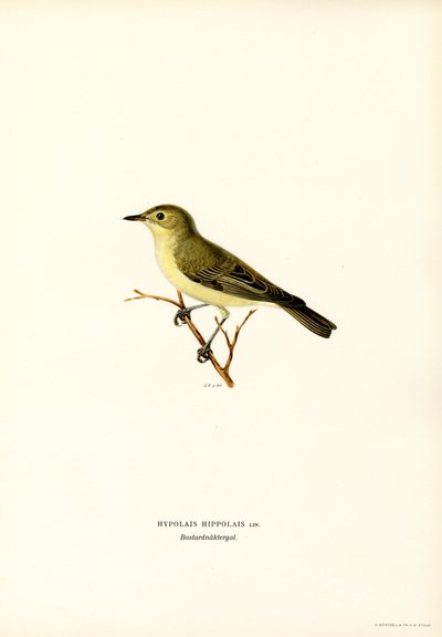 Icterine Warbler (farge litho) av Magnus Ferdinand and Wilhelm von Wright