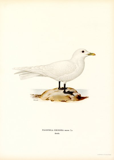 Elfenbensmåke (farge litho) av Magnus Ferdinand and Wilhelm von Wright
