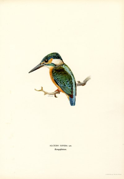 Kingfisher (farge litho) av Magnus Ferdinand and Wilhelm von Wright