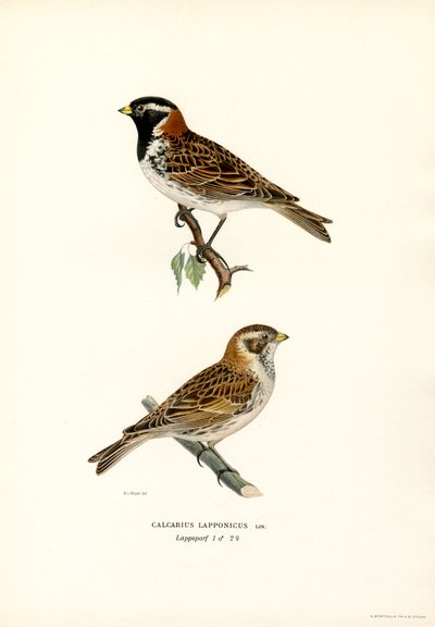 Lapplandsspurv (farge litho) av Magnus Ferdinand and Wilhelm von Wright