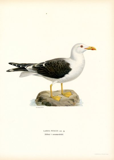 Mindre svartbak (litho farge) av Magnus Ferdinand and Wilhelm von Wright