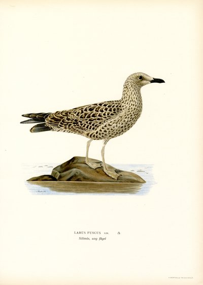 Mindre svartbak (litho farge) av Magnus Ferdinand and Wilhelm von Wright