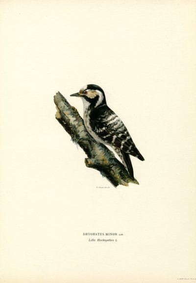 Mindre flekkete spett (farge litho) av Magnus Ferdinand and Wilhelm von Wright