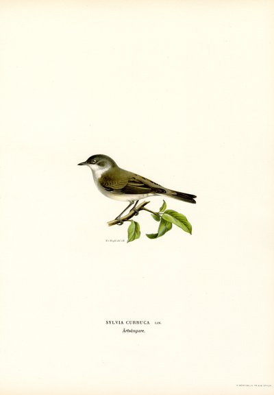 Lesser Whitethroat (farge litho) av Magnus Ferdinand and Wilhelm von Wright