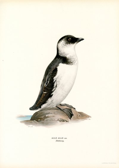 Little Auk (farge litho) av Magnus Ferdinand and Wilhelm von Wright