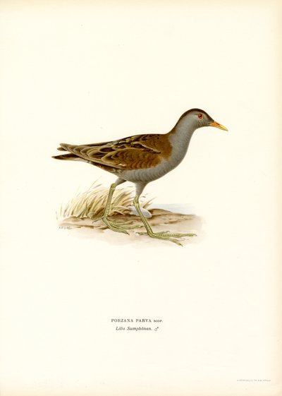 Little Crake (farge litho) av Magnus Ferdinand and Wilhelm von Wright