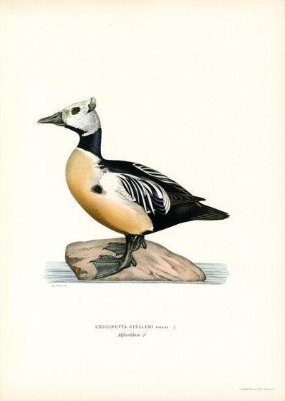 Lille ærfugl (farge litho) av Magnus Ferdinand and Wilhelm von Wright