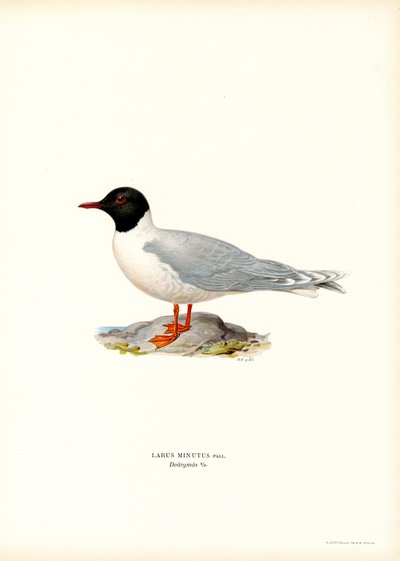 Lille måke (litho farge) av Magnus Ferdinand and Wilhelm von Wright