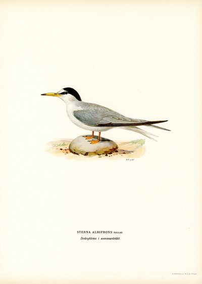 Lille tern (farge litho) av Magnus Ferdinand and Wilhelm von Wright