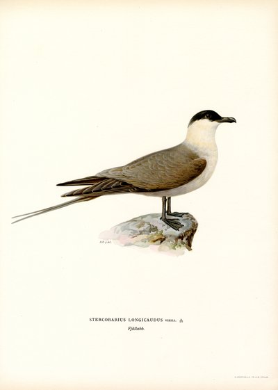 Langhalejaeger (farge litho) av Magnus Ferdinand and Wilhelm von Wright