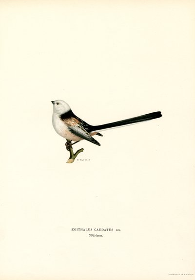 Langhalet meis (farge litho) av Magnus Ferdinand and Wilhelm von Wright