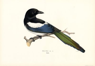 Magpie (farge litho) av Magnus Ferdinand and Wilhelm von Wright