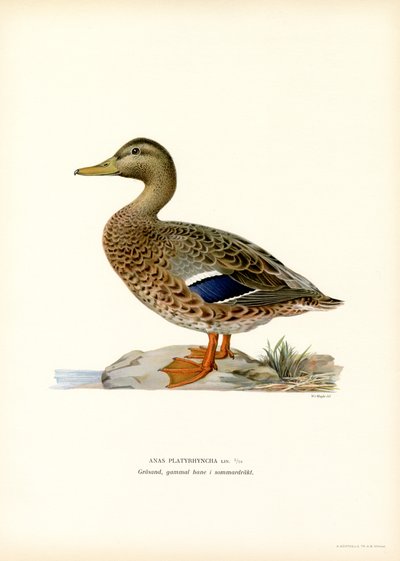 Mallard (colour litho)   1412975   no       norwegian Successfully Translated  Original: Zwei Mädchen in einer Landschaft Translat: Zwei Mädchen in einer Landschaft 1348756 no norwegian Successfully Translated Original: Peasants carousing, 1630-1690 Transl av Magnus Ferdinand and Wilhelm von Wright