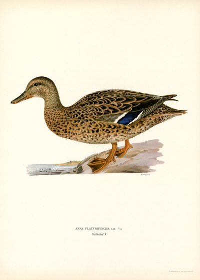 Mallard (farge litho) av Magnus Ferdinand and Wilhelm von Wright