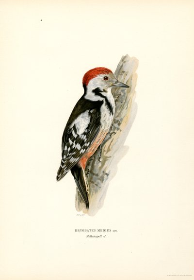 Middels flekkspett (farge litho) av Magnus Ferdinand and Wilhelm von Wright