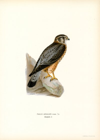 Merlin (farge litho) av Magnus Ferdinand and Wilhelm von Wright