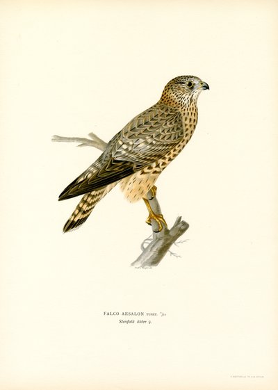 Merlin (farge litho) av Magnus Ferdinand and Wilhelm von Wright