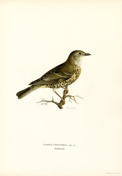 Misteltrost (farge litho) av Magnus Ferdinand and Wilhelm von Wright